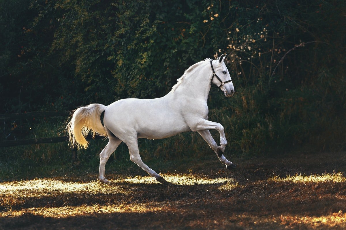 картинка Фотография "Бегущая белая лошадь"