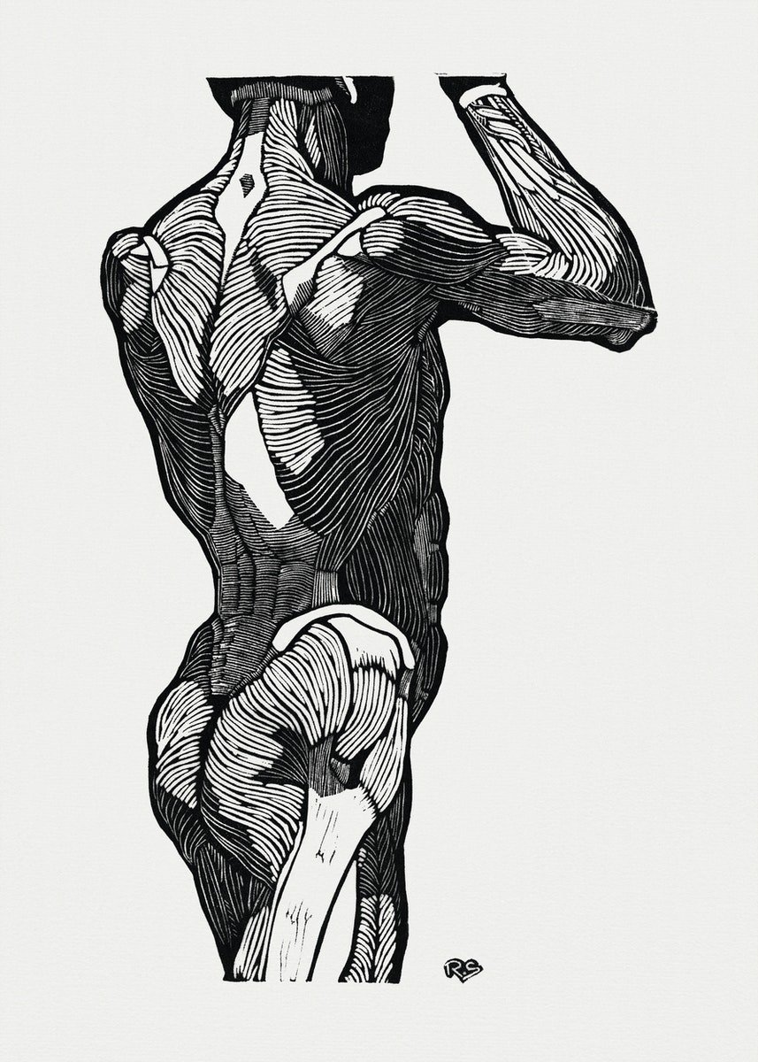 картинка Рейджер Столк "Анатомическое исследование мышц спины мужчины 2"