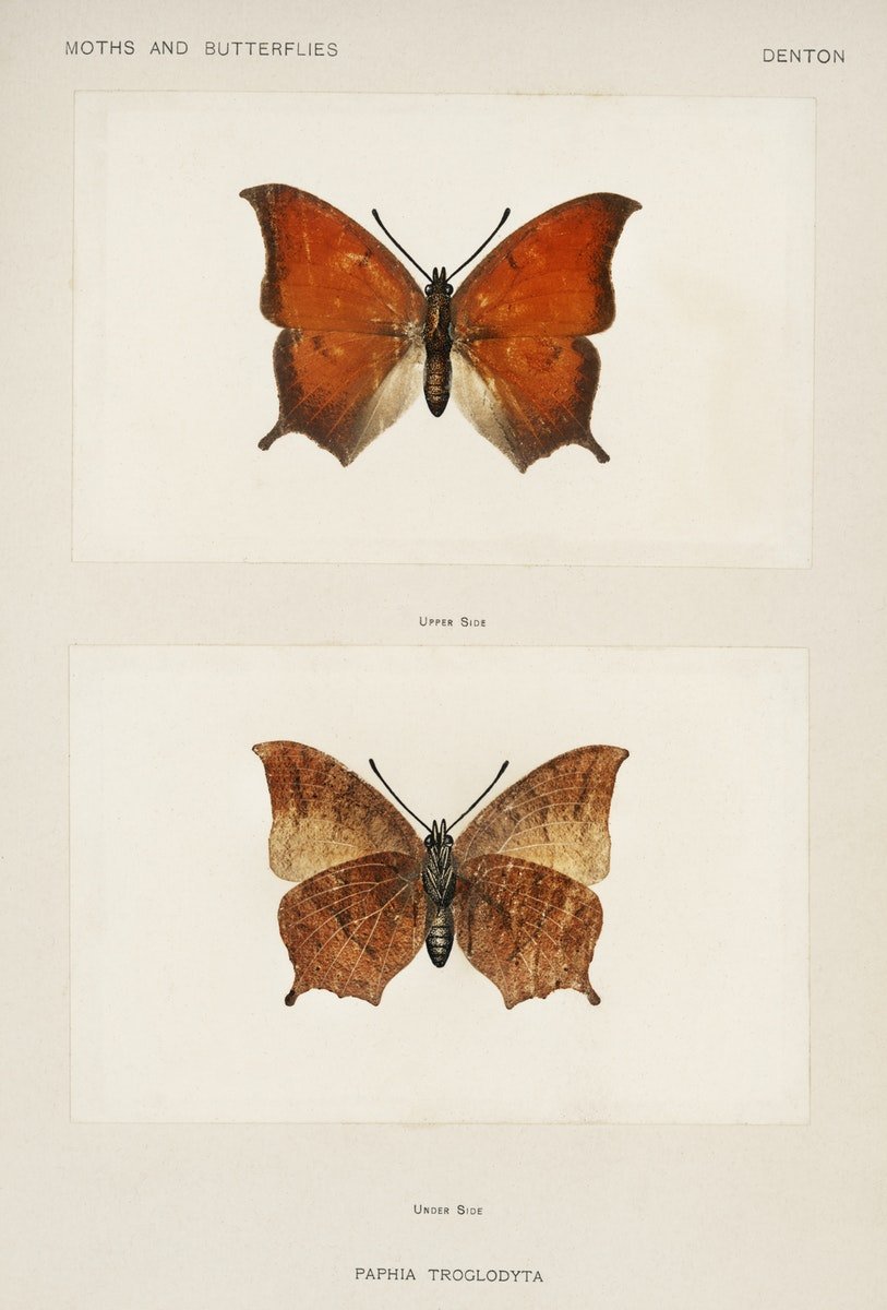 картинка "Тропические бабочки, 1900"