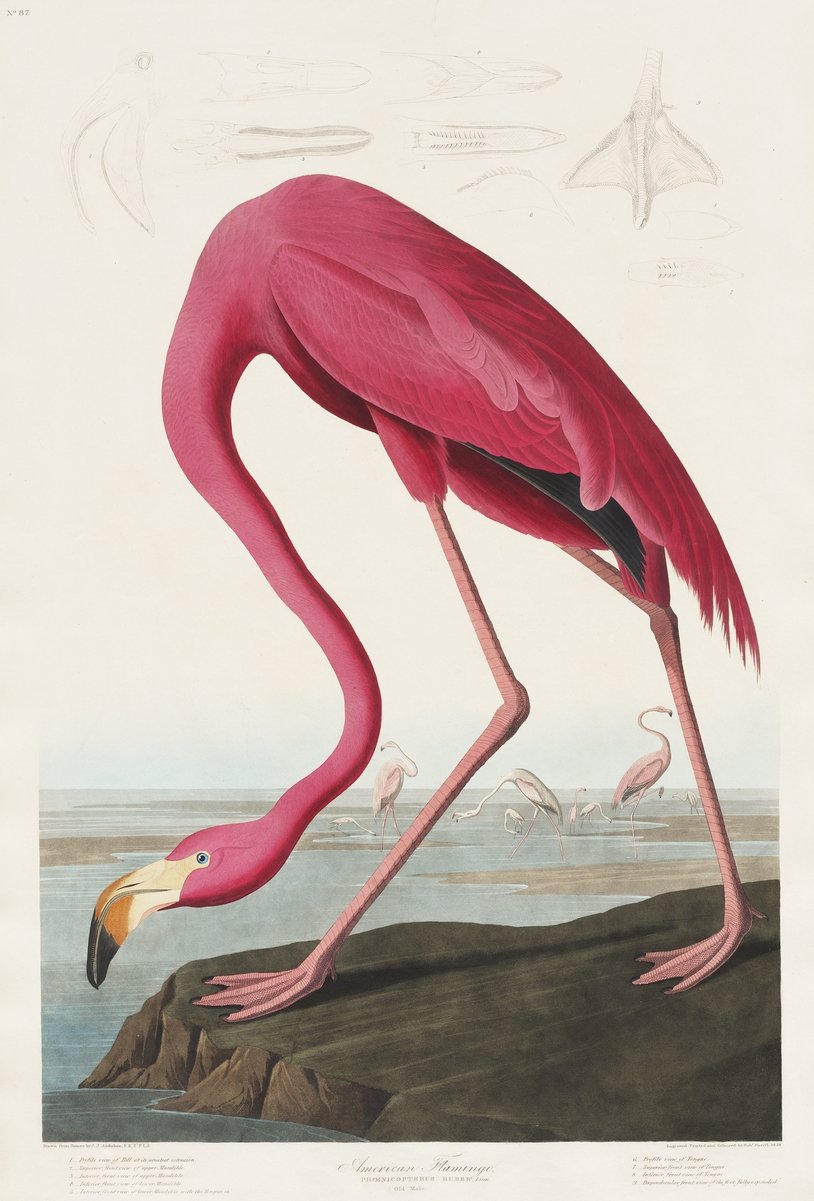 картинка Джон Джеймс Одюбон "Розовый фламинго"